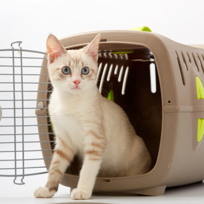 ネコちゃんの飼い主様へ