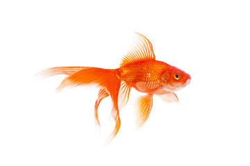 魚類