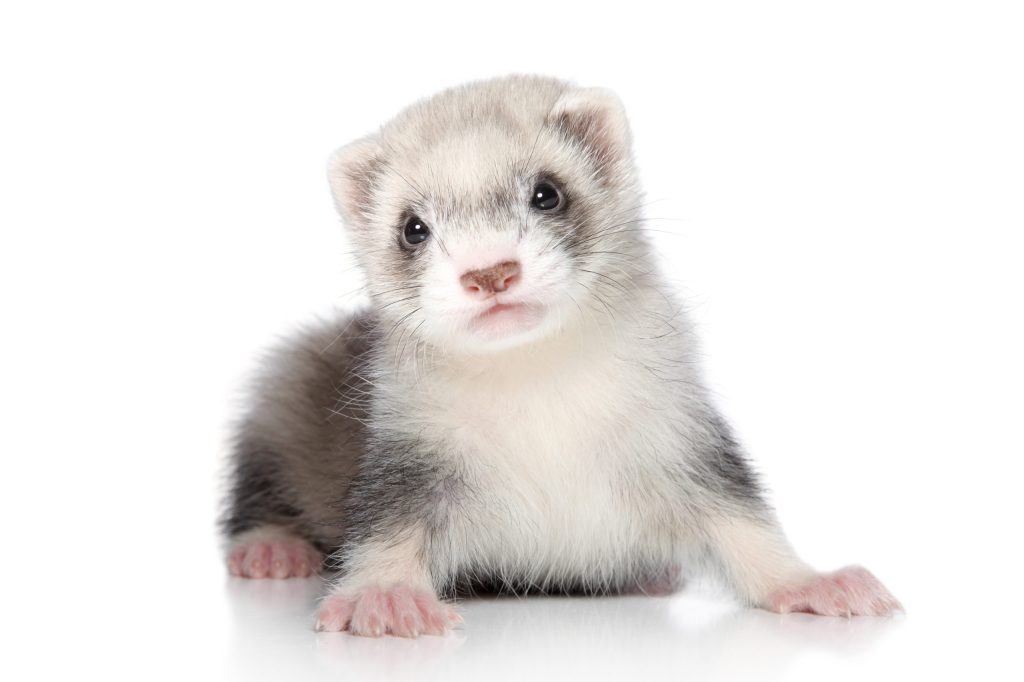 エキゾチック動物の飼い主様へ